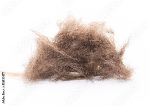 Cut off Hair or Trimming Hair. Barber Salon. Pile or Heap of hair after haircut. Hairdresser salon. Man or Woman haircut. Blonde male or female hair. Isolated on white background.