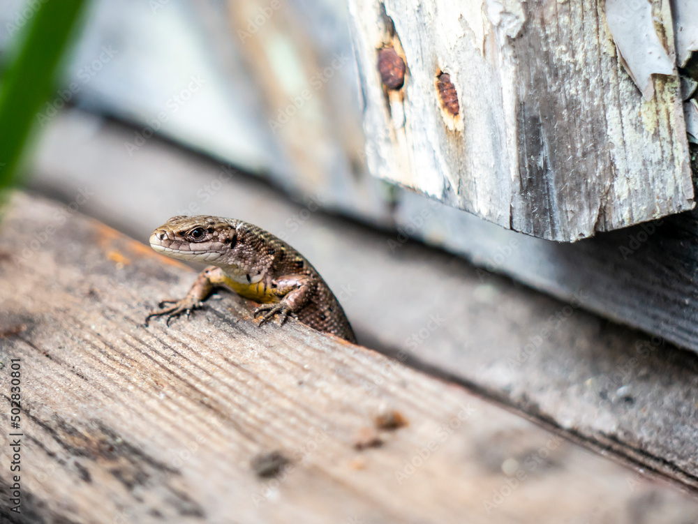 A small lizard with a tail basks in the sun in the summer sitting on wooden boards in the park A small lizard with a tail basks in the sun in the summer sitting on wooden boards in the park