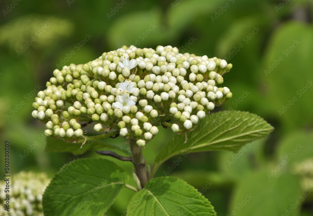 Viburnum (Viburnum lantana) blooms in spring Viburnum (Viburnum lantana) blooms in spring