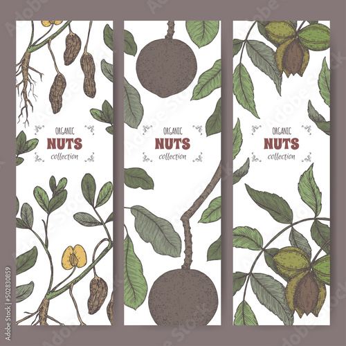 Three labels with pecan, Brazil nut peanut branch and nuts color sketch.