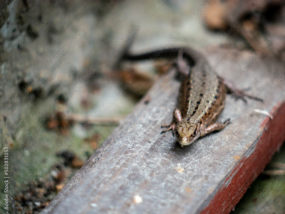 A small lizard with a tail basks in the sun in the summer sitting on wooden boards in the park A small lizard with a tail basks in the sun in the summer sitting on wooden boards in the park