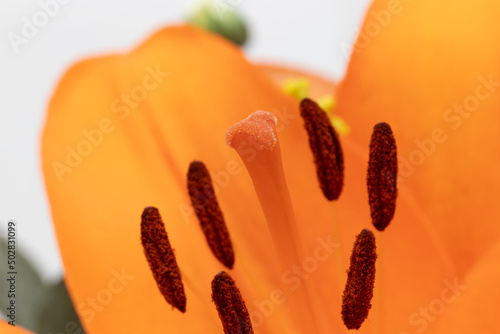 The stamen and carpel of an orange lily, showing the anther, filament, stigma and style in macro perspective