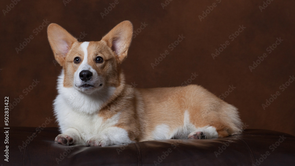 Corgi on ottoman Corgi on ottoman