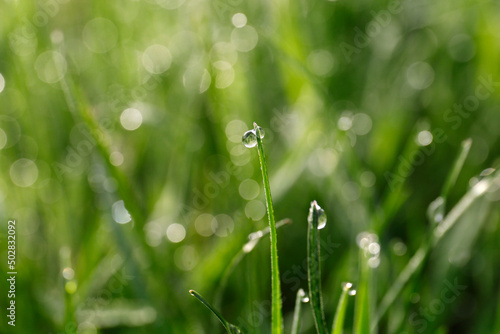 Beautiful bright green grass covered with morning dew, closeup