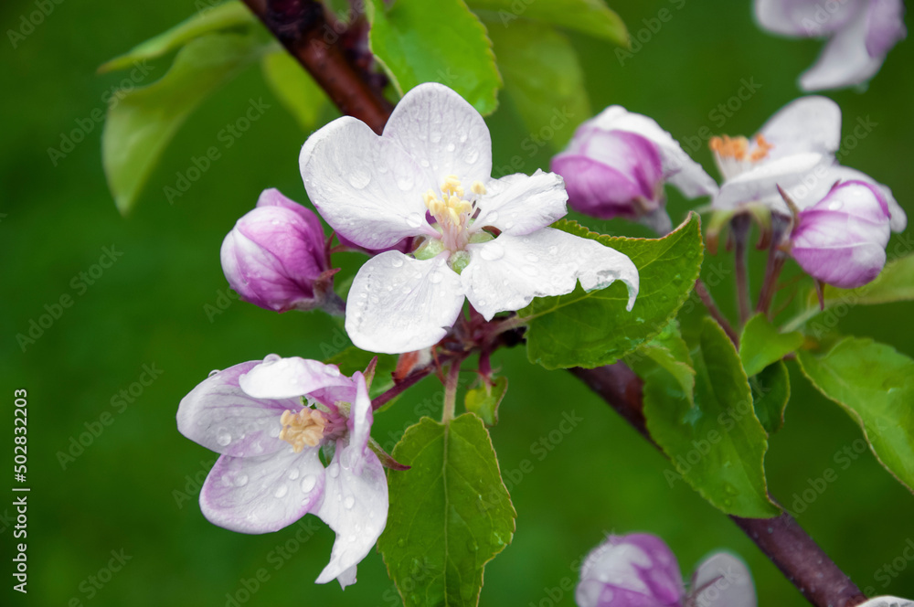 Blooming fruit tree. Pink Cherry Blossom flower on a warm spring day Blooming fruit tree. Pink Cherry Blossom flower on a warm spring day