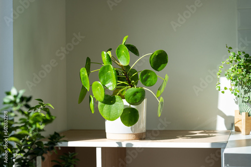 Closeup of Pilea peperomioides houseplant in ceramic flower pot on white table over gray wall at home. Sunlight. Chinese money plant. Indoor gardening, hobby concept photo