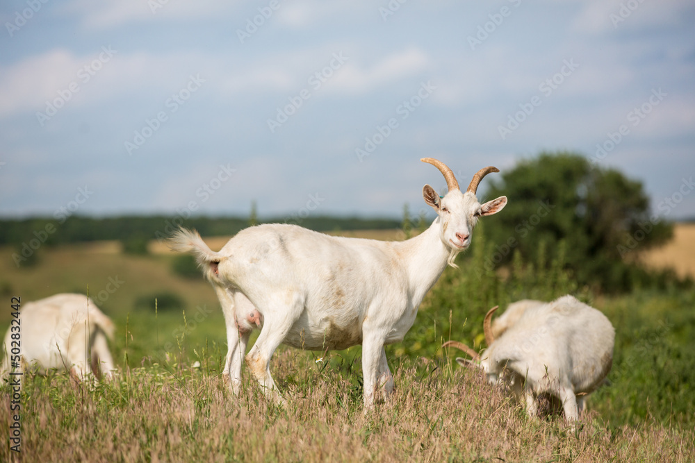 Obraz premium Herd of farm goats on a pasture.