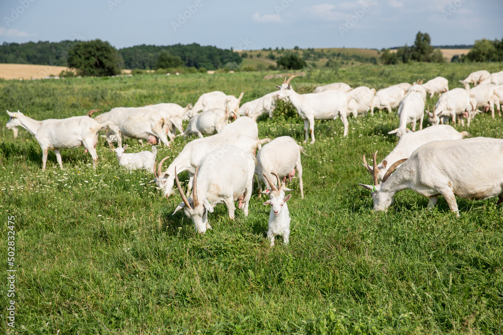 Obraz premium Herd of farm goats on a pasture.