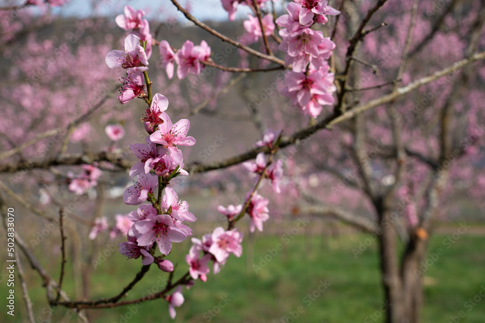 Blossom of vinyard peach tree, springtime in Moselle region, Germany Blossom of vinyard peach tree, springtime in Moselle region, Germany