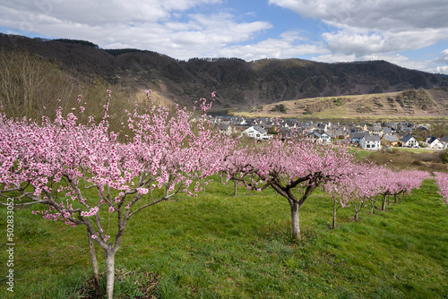 Springtime in Moselle region, Germany photo