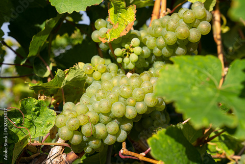 Wallpaper Mural Common grape vine, Vitis vinifera Torontodigital.ca