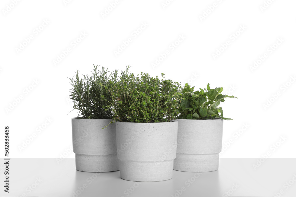 Pots with thyme, mint and rosemary on white background Pots with thyme, mint and rosemary on white background