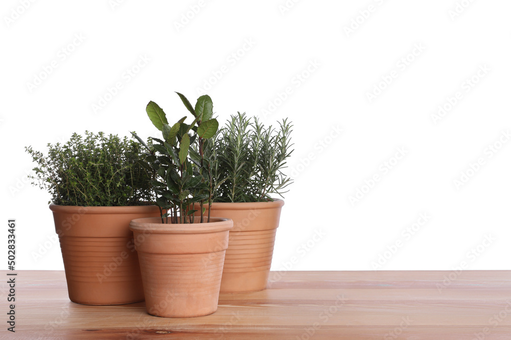 Pots with thyme, bay and rosemary on wooden table against white background