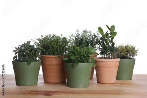 Pots with thyme, bay, sage, mint and rosemary on wooden table against white background