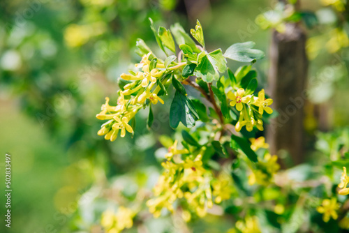 Currant flowers are yellow. Spring awakening of nature. A variety of black currant. A green bush in the garden.