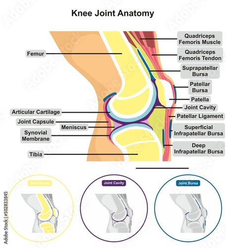 Knee joint capsule anatomy infographic diagram structure components including bone femur tibia patella muscle ligament cartilage cavity bursa lateral view vector drawing illustration medical science