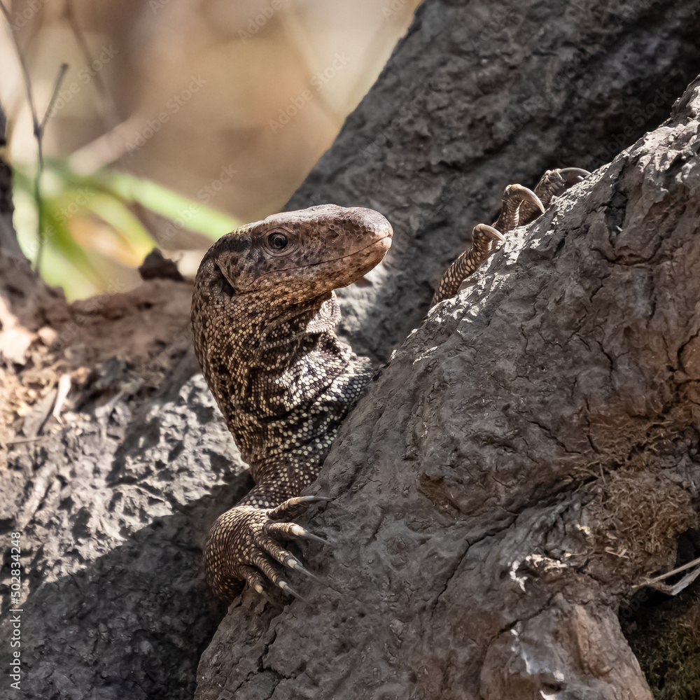 Fototapeta premium Bengal monitor, Varanus bengalensis, lizard hidden in a hole on a tree in India 