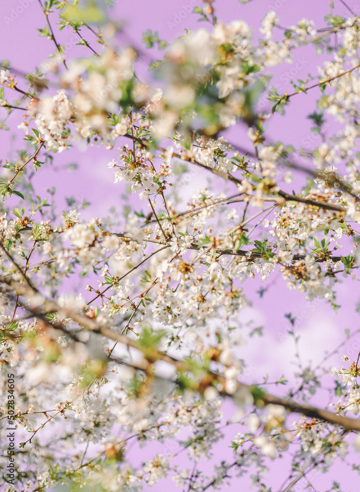 Fototapeta premium Apple blossom flowers in spring