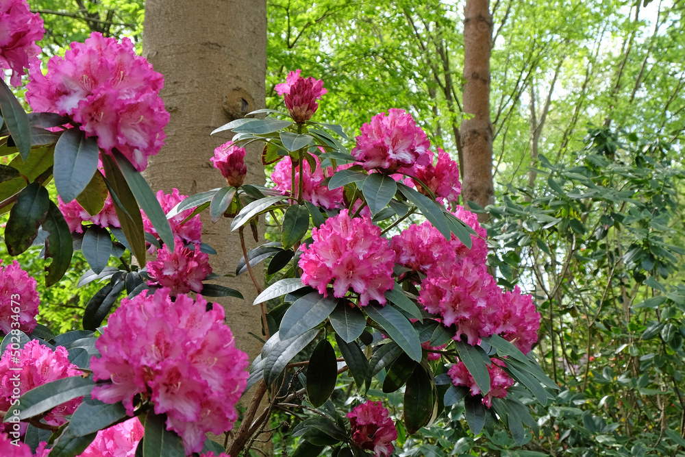 Rhododendron 'Elsie Watson' in flower Rhododendron 'Elsie Watson' in flower