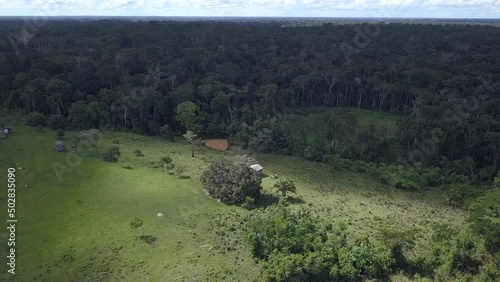 Aerial drone view of cattle grazing on farm pasture in the Amazon rainforest. Xapuri, Acre, Brazil. Concept of ecology, deforestation, environment, nature, agriculture, co2 footprint, global warming. photo