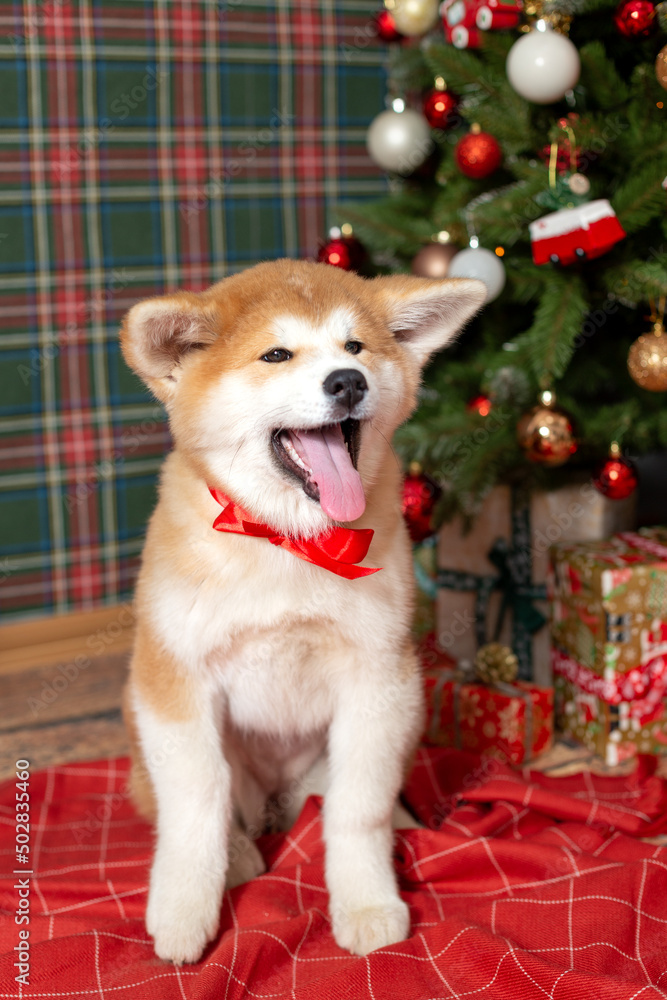 Happy Dog Akitu Christmas New Year Happy Dog Akitu Christmas New Year