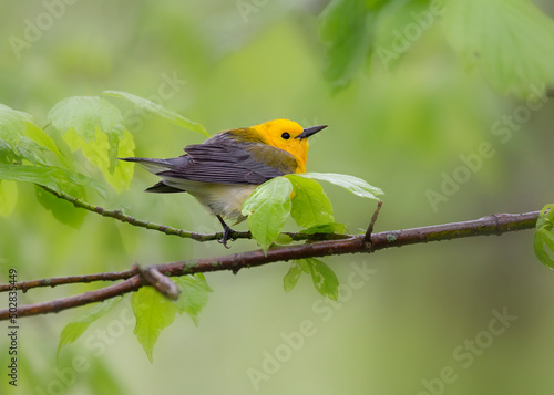 prothonotary warbler on branch