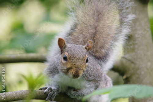 squirrel in the park © Lisa