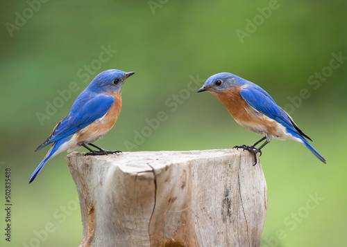 two male bluebirds
