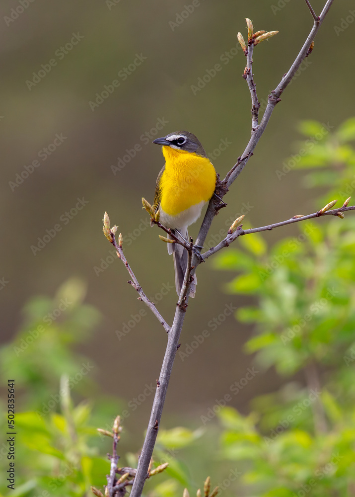 Yellow breasted chat Yellow breasted chat