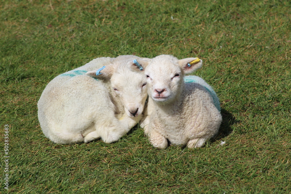 Naklejka premium two little lambs