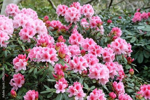 Pink and white Rhododendron ÔHydon DawnÕ in flower