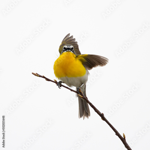 Yellow breasted chat