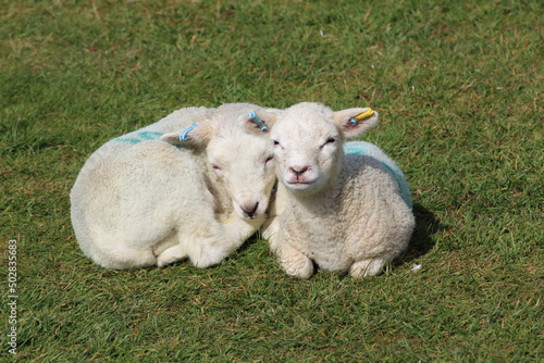 two little lambs