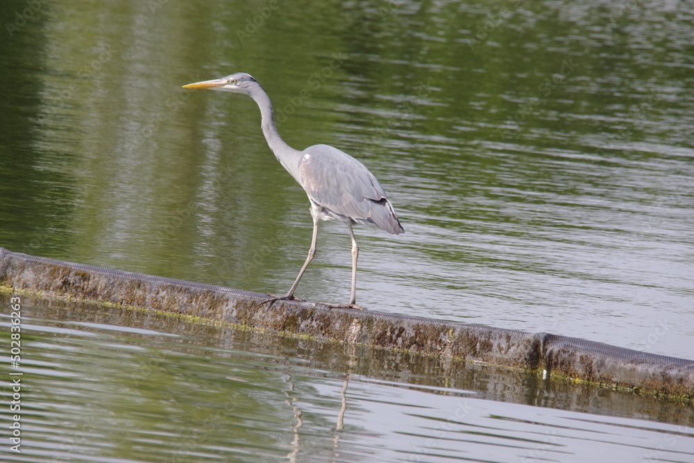 Fototapeta premium Heron on a bund