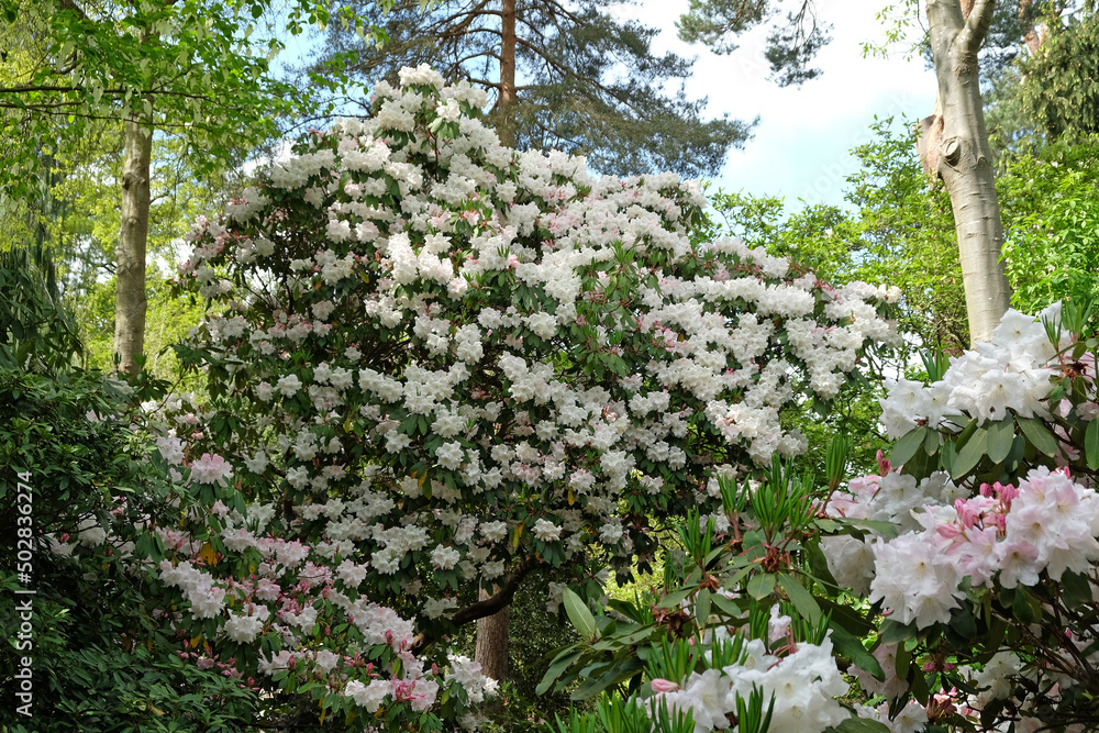 Obraz premium Large white Rhododendron ÔLoderi Pink DiamondÕ in flower.