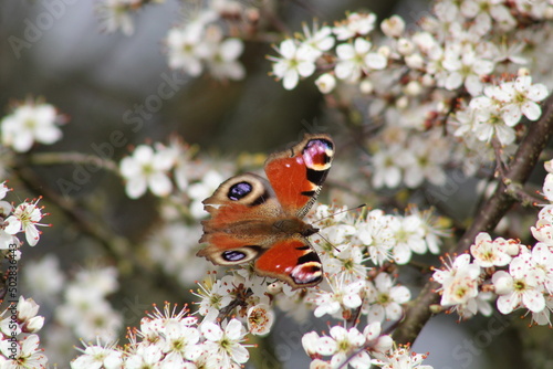 Tattered Peacock butterfly on a blackthorn
