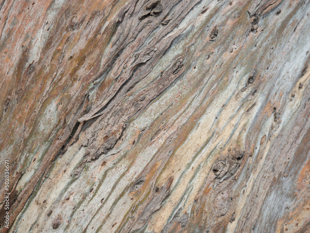 Background from the bark of a tree. Unusual natural background. The pattern of the bark of a southern tree. Background from the bark of a tree. Unusual natural background. The pattern of the bark of a southern tree.