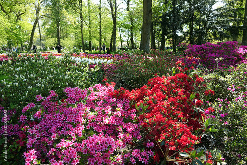 Fototapeta Naklejka Na Ścianę i Meble -  Netherlands. Flowers of the garden Keukenhof in Lisse