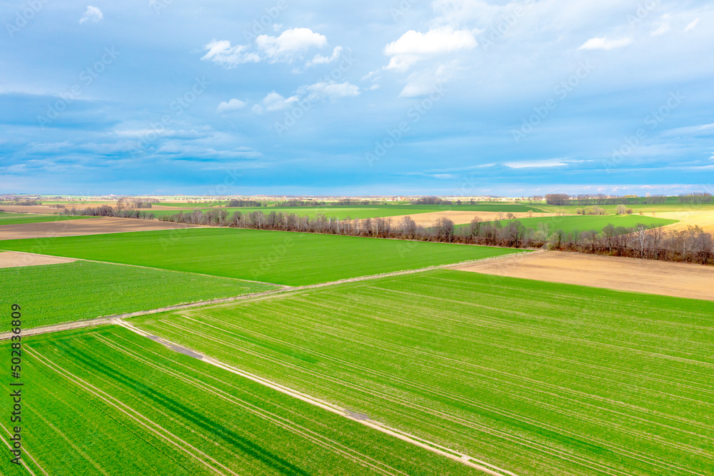 Top view of bright green fields sown with wheat and corn, rural landscape from above, nature, blue skies