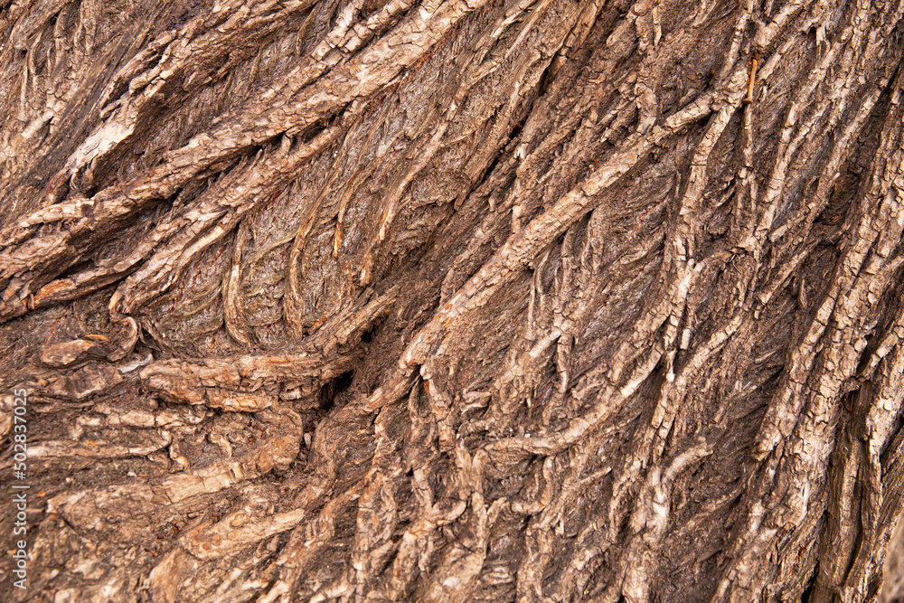 Naklejka premium Texture of the bark of a deciduous tree. The background is wooden.
