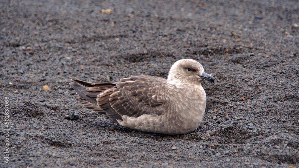 Brown skua (Stercorarius antarcticus) sitting on the beach on Deception Island, South Shetland Islands, Antarctica Brown skua (Stercorarius antarcticus) sitting on the beach on Deception Island, South Shetland Islands, Antarctica