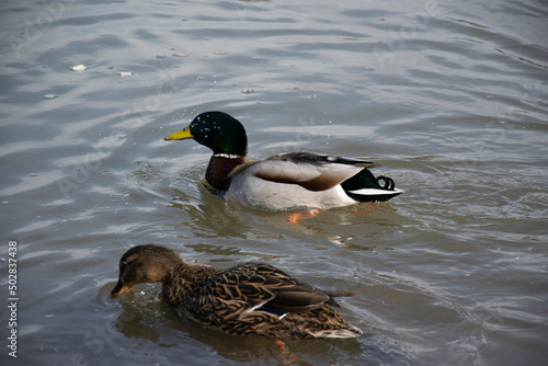 duck on the water © Reinhold
