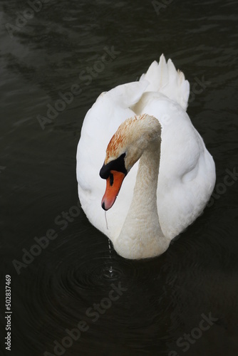 mute swan cygnus olor