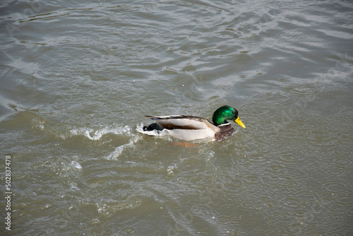duck in the water © Reinhold