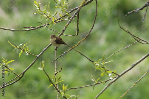 Chiffchaff in a tree