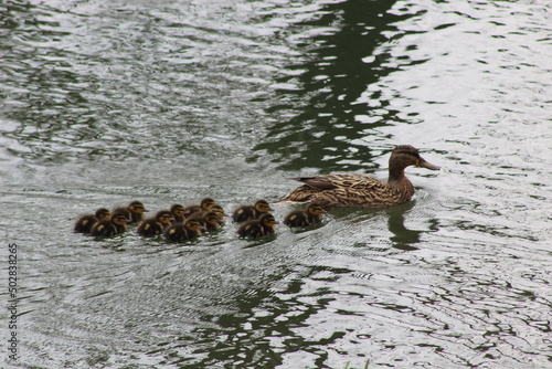 Little ducks in a row