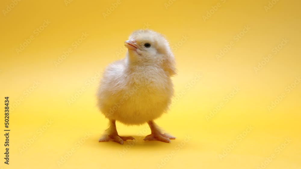 Hatched chick for design decorative theme. Newborn poultry chicken isolated on yellow studio background. Concept of traditional easter bird, spring celebration. Hatched chick for design decorative theme. Newborn poultry chicken isolated on yellow studio background. Concept of traditional easter bird, spring celebration.