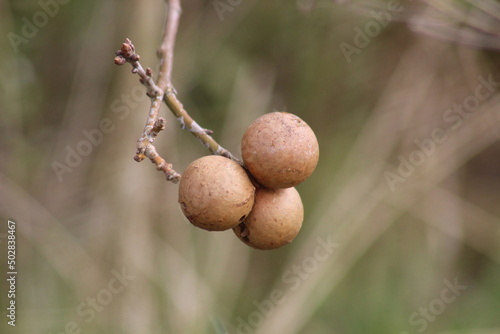 Gall wasp balls