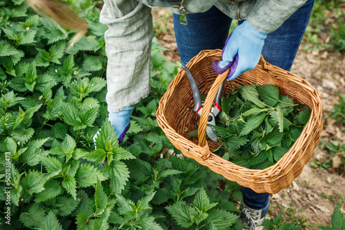 Woman picking nettle herbs into basket at spring season in nature. Herbal harvest for alternative medicine photo