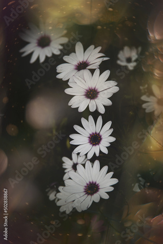 delicate flowers in the sun in the garden on a warm day